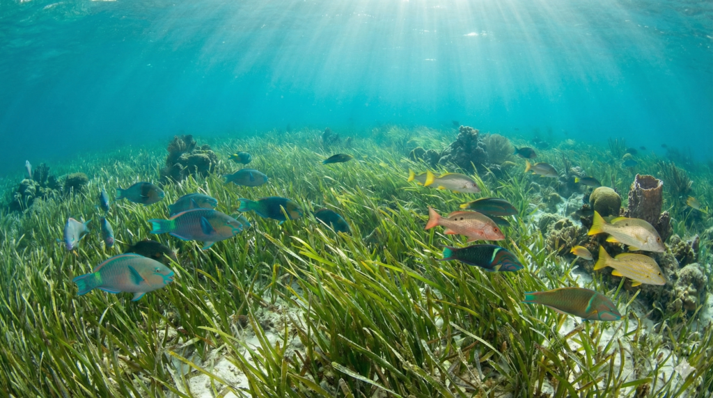 Mavi Karbon Nedir? Ormanlardan Daha Güçlü Karbon Yutakları