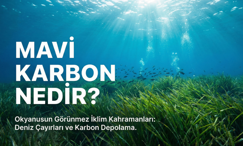 Mavi Karbon Nedir? Ormanlardan Daha Güçlü Karbon Yutakları